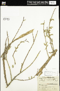 Salix lutea image