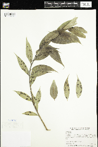 Salix lucida image