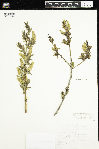 Salix lucida image