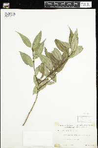 Salix lucida image