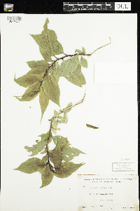 Salix lucida image