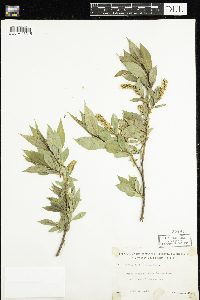 Salix lucida image