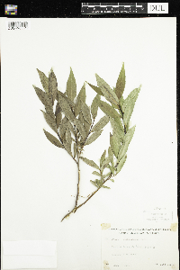 Salix lucida image