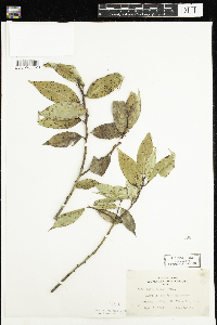 Salix lucida image