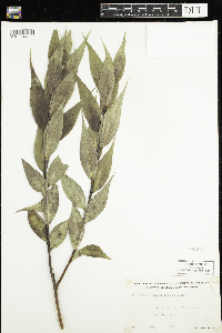 Salix lucida image