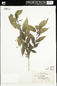 Salix lucida image