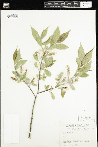 Salix lucida image