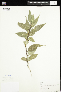 Salix lucida image