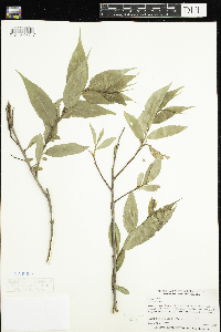 Salix lucida image