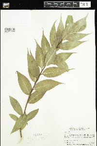 Salix lucida image