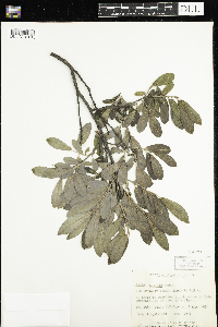 Salix humilis image