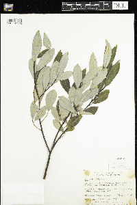 Salix humilis image