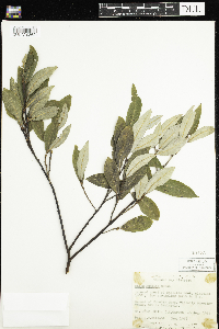 Salix humilis image