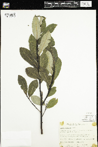 Salix humilis image