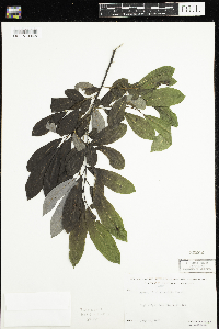 Salix humilis image