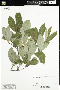 Salix humilis image