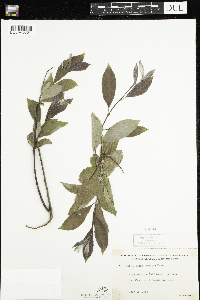 Salix humilis image