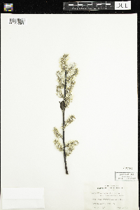 Salix humilis var. humilis image