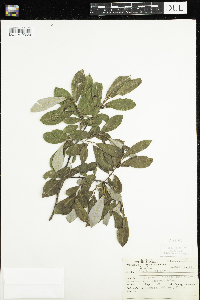 Salix humilis image