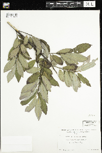 Salix humilis image