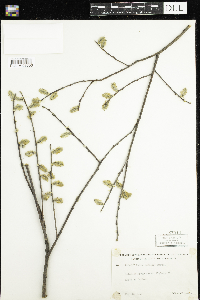 Salix humilis image