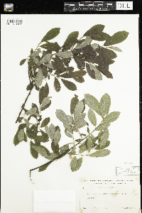 Salix humilis image