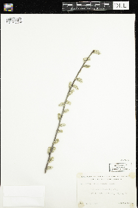 Salix humilis image