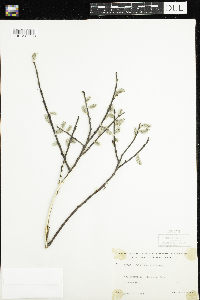 Salix humilis image