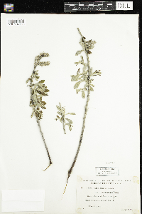 Salix humilis var. humilis image