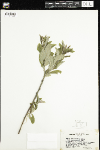 Salix humilis var. humilis image