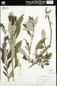 Salix humilis var. humilis image