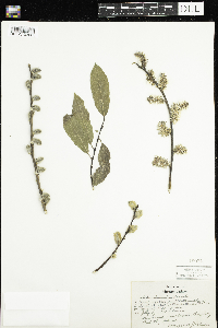 Salix humilis image