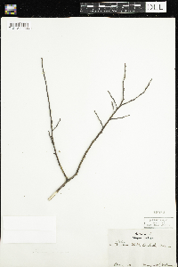 Salix humilis image