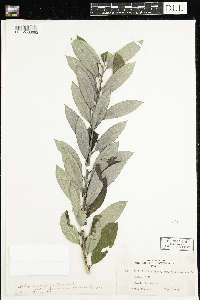 Salix humilis var. humilis image