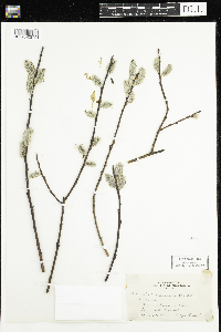 Salix discolor image