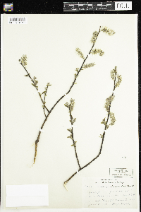 Salix discolor image