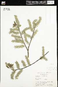 Salix discolor image