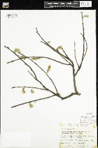 Salix discolor image