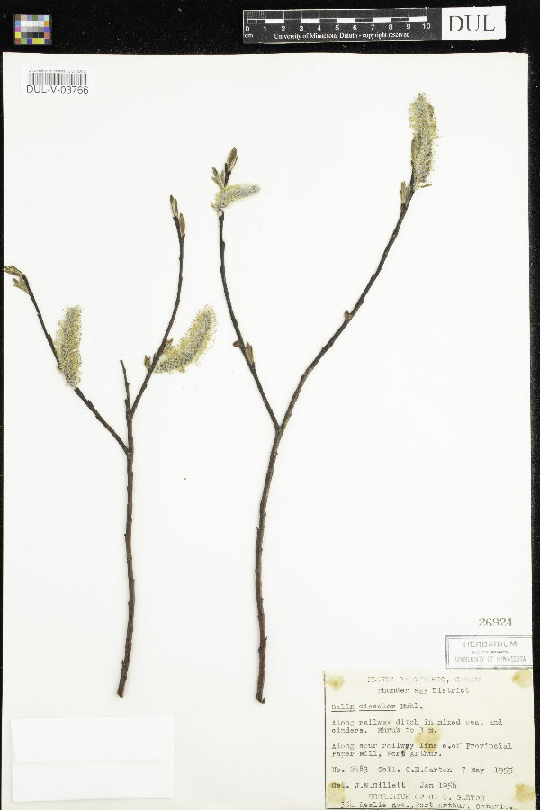 Salix discolor image