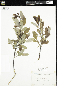 Salix discolor image