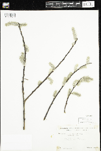 Salix discolor image