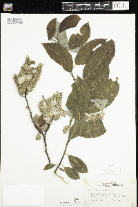 Salix discolor image