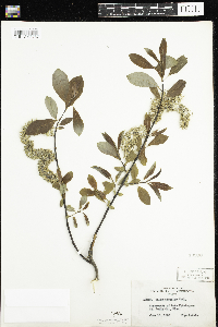 Salix discolor image