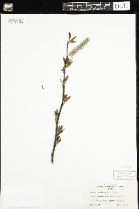 Salix discolor image