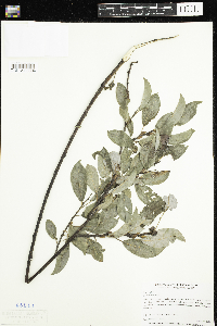 Salix discolor image