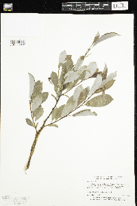 Salix discolor image