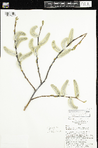 Salix daphnoides image