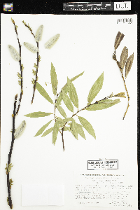 Salix daphnoides image