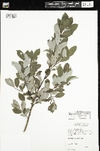 Salix bebbiana image