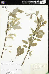 Salix bebbiana image